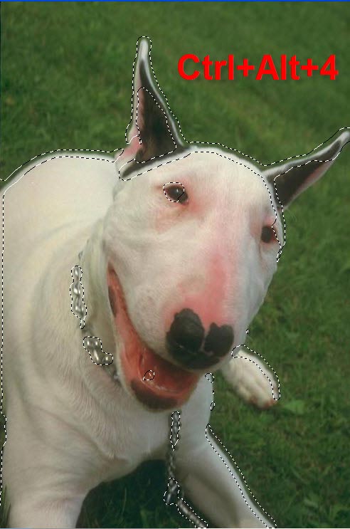 Собака