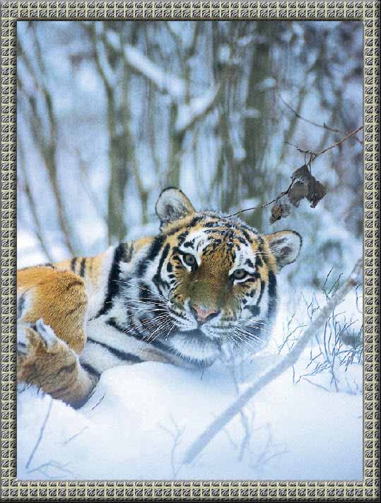 Тигр