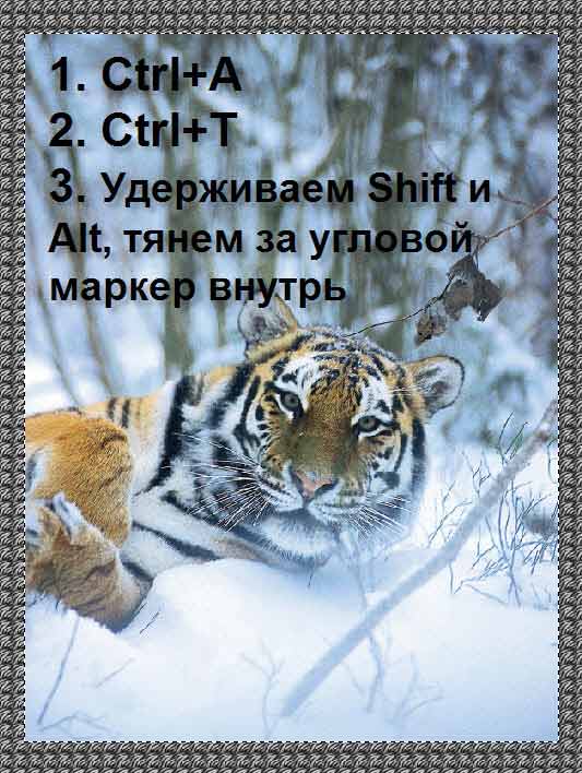 Делаем будущую рамку Тигр в рамке