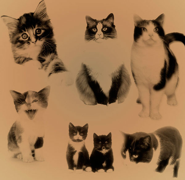 Кисти "Кошки" Кошки