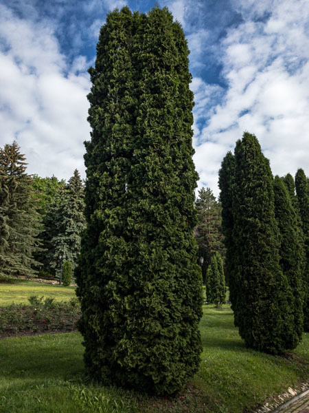 IMG 0409